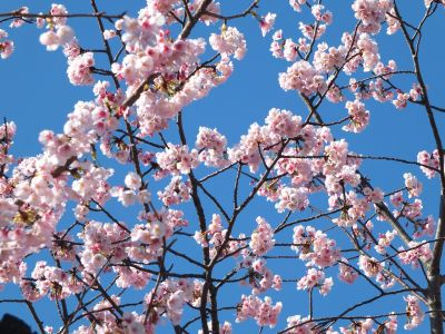 荏田小学校のオオカンザクラ(大寒桜)
