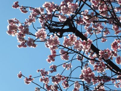 荏田小学校のオオカンザクラ(大寒桜)

