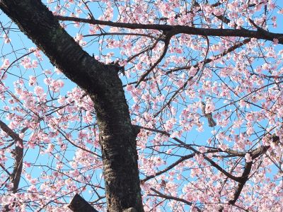 荏田小学校のオオカンザクラ(大寒桜)
