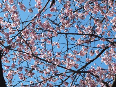 荏田小学校のオオカンザクラ(大寒桜)
