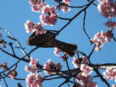 荏田小学校のオオカンザクラ(大寒桜)

