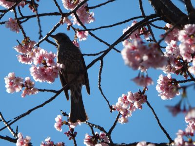 荏田小学校のオオカンザクラ(大寒桜)
