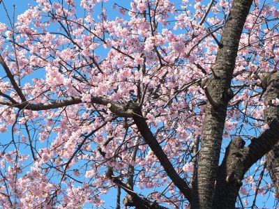 荏田小学校のオオカンザクラ(大寒桜)
