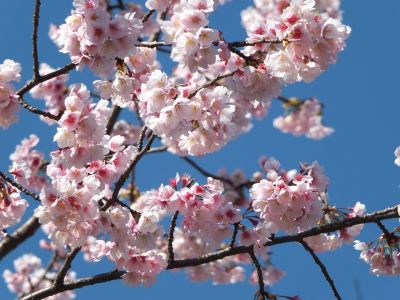 荏田小学校のオオカンザクラ(大寒桜)
