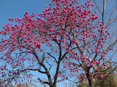 荏田南町寒緋桜
