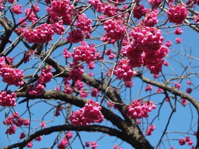 荏田南町寒緋桜
