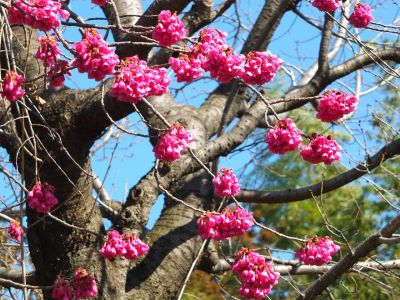 荏田南町寒緋桜
