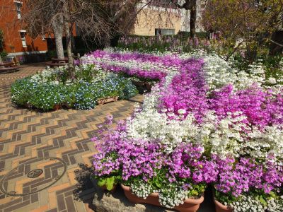 えだきん商店街（さくら草）
