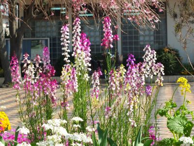 えだきん商店街（さくら草）
