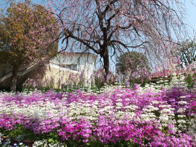 えだきん商店街（さくら草）
