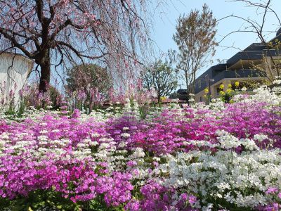 えだきん商店街（さくら草）
