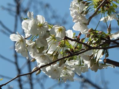 けやきが丘（大島ざくら）
