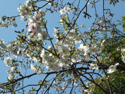 けやきが丘（大島ざくら）
