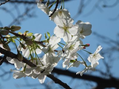 けやきが丘（大島ざくら）
