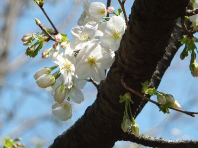 けやきが丘（大島ざくら）
