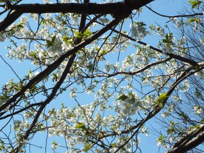 けやきが丘（大島ざくら）
