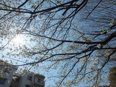 けやきが丘（大島ざくら）
