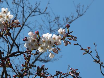鴨池公園（染井吉野）
