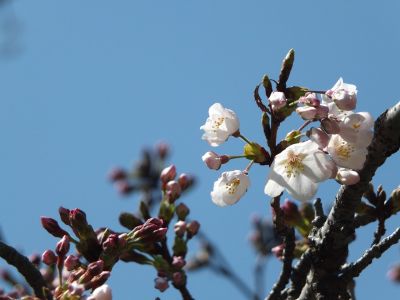 鴨池公園（染井吉野）

