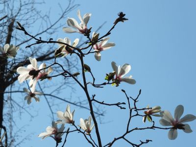 鴨池公園（染井吉野）
