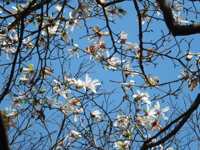 鴨池公園（モクレン）

