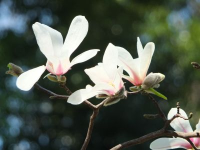 鴨池公園（モクレン）

