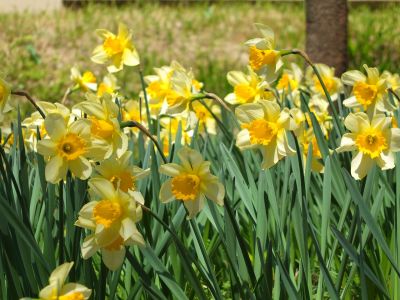 鴨池公園（水仙）
