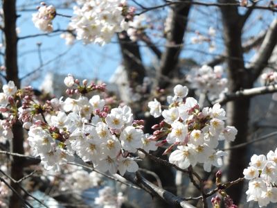 鴨池公園（染井吉野）
