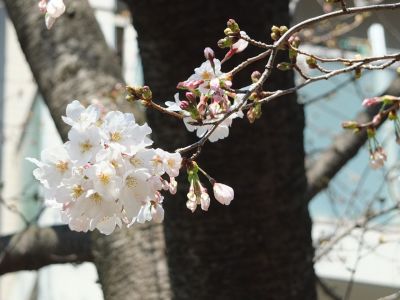 鴨池公園（染井吉野）
