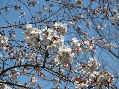 鴨池公園（染井吉野）
