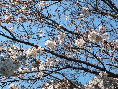 鴨池公園（染井吉野）
