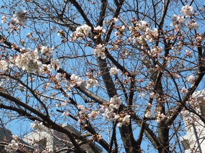 鴨池公園（染井吉野）
