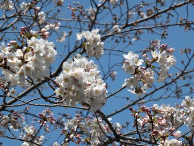 鴨池公園（染井吉野）
