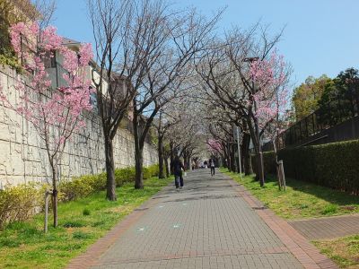 緑道（陽光ざくら）
