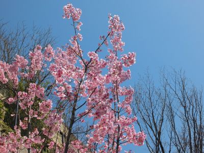 緑道（陽光ざくら）
