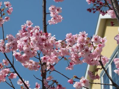 緑道（陽光ざくら）
