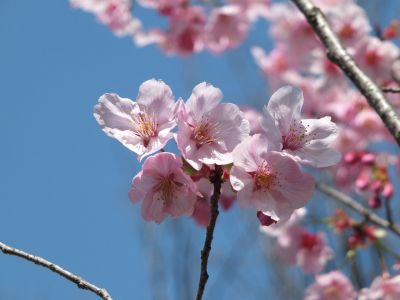 緑道（陽光ざくら）
