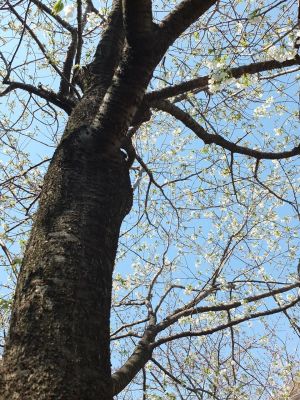 緑道（大島ざくら）
