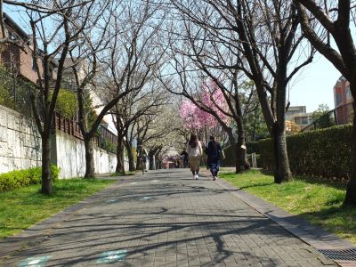 緑道（大島ざくら・陽光ざくら）
