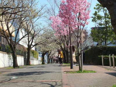 緑道（陽光ざくら）
