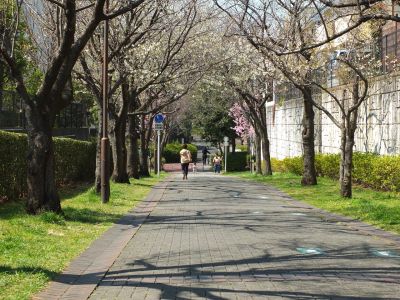 緑道（大島ざくら・陽光ざくら）
