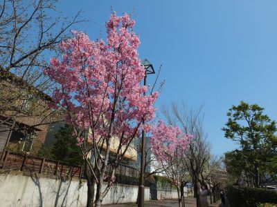 緑道（陽光ざくら）
