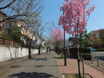 緑道（陽光ざくら）
