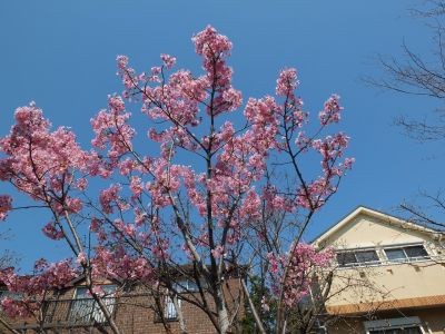 緑道（陽光ざくら）
