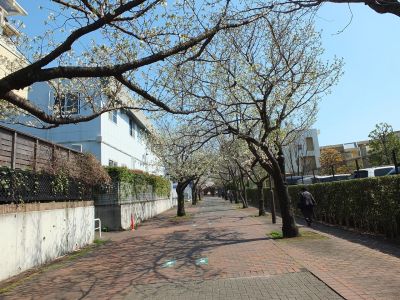 緑道（大島ざくら）
