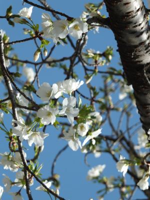 緑道（大島ざくら）
