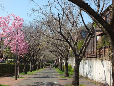 緑道（大島ざくら・陽光ざくら）
