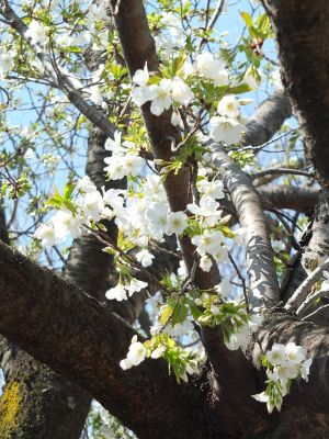 緑道（大島ざくら）
