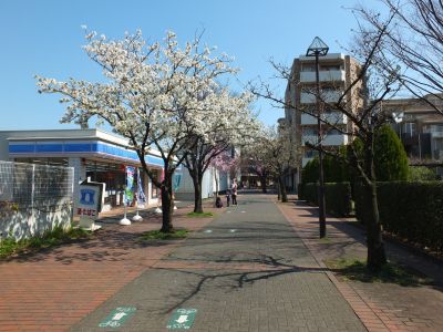 緑道（大島ざくら）
