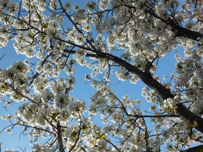 緑道（大島ざくら）
